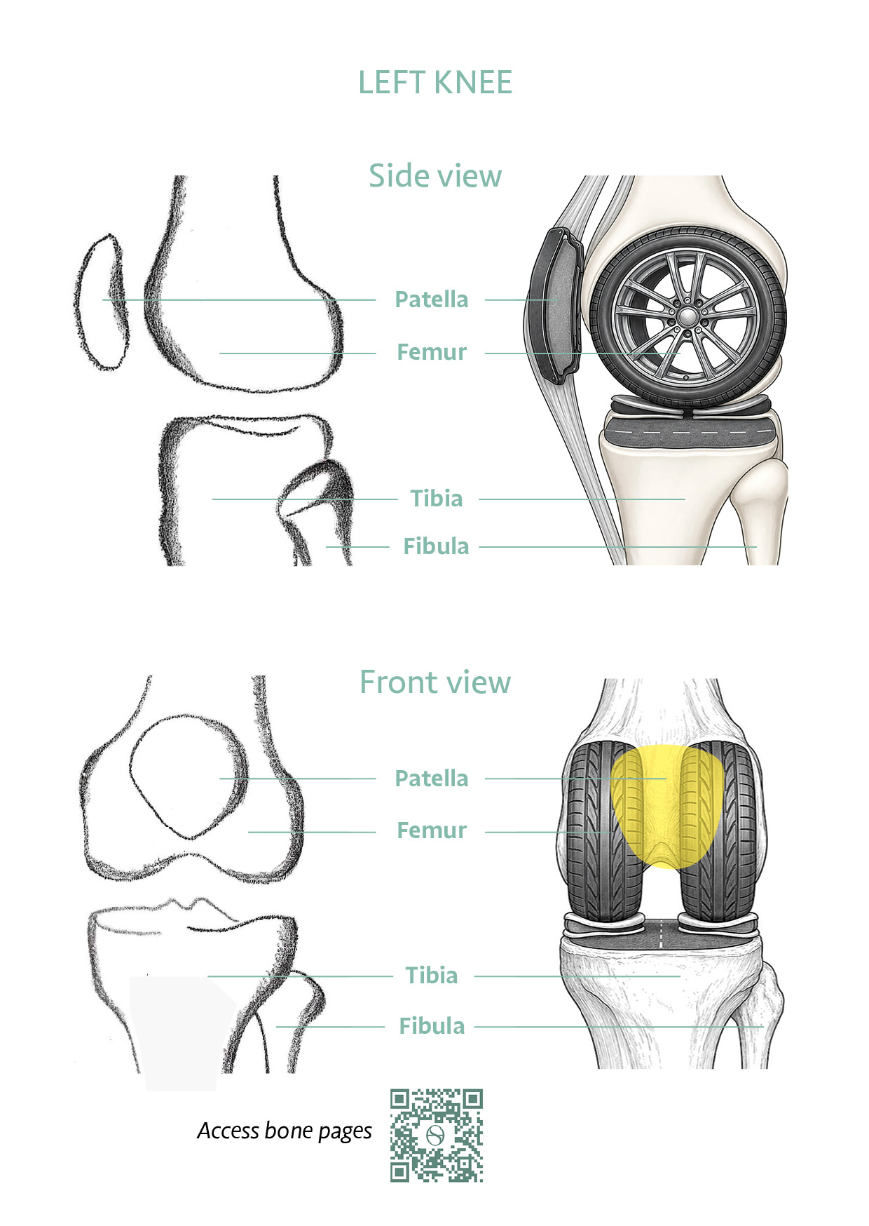 The framework of movement