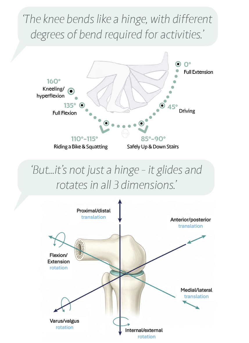 How the knee works as a system